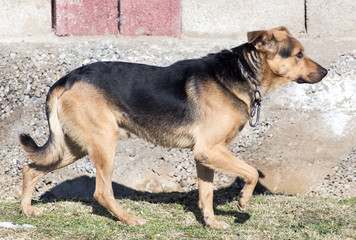 a stray dog on the nature