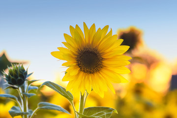 the bright yellow flower of a sunflower is growing on the field