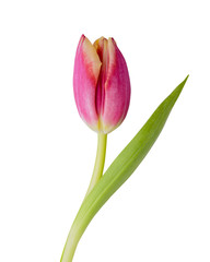 Isolated tulip. Red tulip with leave on a white background with clipping path