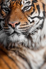 Close-up of a Tigers face.Selective focus.