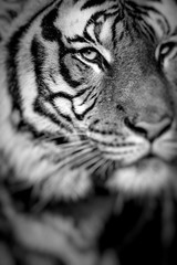 Close-up of a Tigers face.Selective focus.