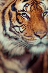 Fototapeta premium Close-up of a Tigers face.Selective focus.