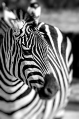 Fototapeta na wymiar Zebra portrait on African savanna. Safari in Serengeti, Tanzania