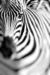 Naklejka na ściany i meble Zebra portrait on African savanna. Safari in Serengeti, Tanzania