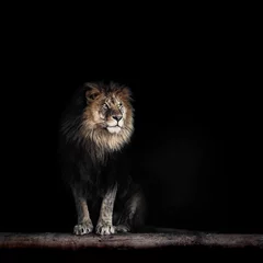 Foto auf Acrylglas Löwe Porträt eines schönen Löwen, Löwe im Dunkeln