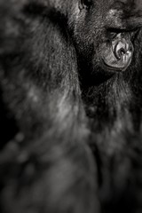 Face portrait of a gorilla male