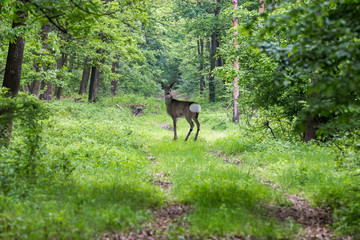 Alert roe on the forest road in spring