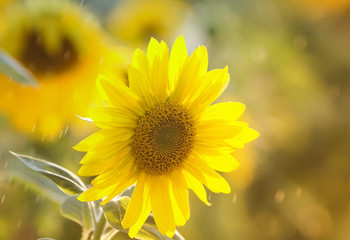 Obraz premium bright yellow flower of a sunflower is growing on the field