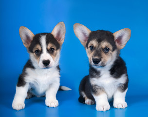 Two brothers Pembroke Welsh Corgi