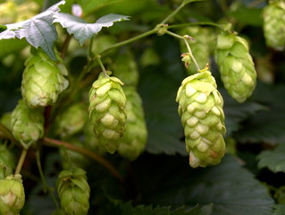 Hopfen im Garten