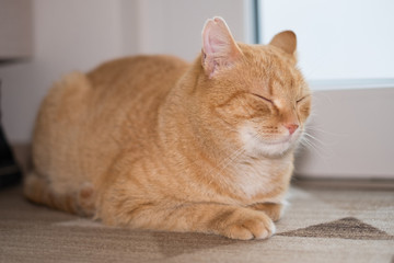 Fototapeta na wymiar Ginger cat sleeping on carpet