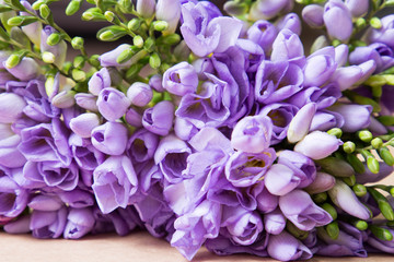 violet flowers macro picture with waterdrops useful for background