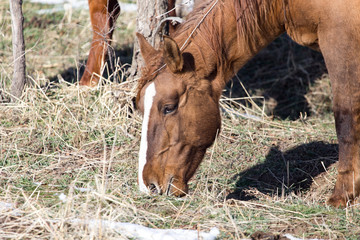 Fototapeta premium a horse in a pasture in winter