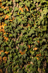 Fototapeta premium The ivy curls on the tree background. Climbing green plant and a