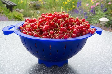 rote Johannisbeeren frisch geerntet