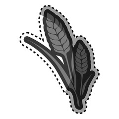 rice plant isolated icon vector illustration design