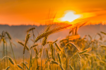 Колоски пшеницы и восход солнца в поле.