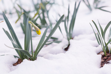 Daffodils in late spring snow