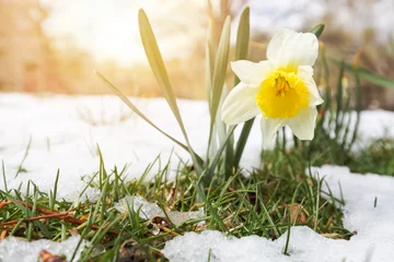 Keuken foto achterwand Narcis Daffodils in late spring snow