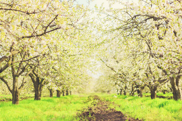 Fototapeta premium Blossoming spring cherry garden.