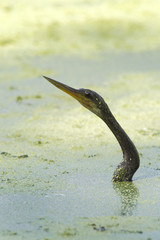 Anhinga (Anhinga anhinga) emerging from water, Brazos Bend State Park, Texas, USA