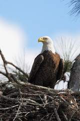 American Bald Eagle (Haliaeetus leucocephalus) sitting on nest, Kissimmee, Florida, USA