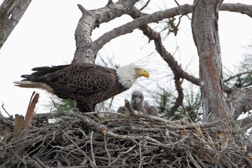 American Bald Eagle (Haliaeetus leucocephalus) on nest feeding a young chick, Kissimmee, Florida, USA