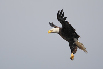 American Bald Eagle (Haliaeetus leucocephalus) flying, Kissimmee, Florida, USA