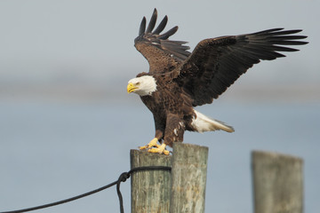 American Bald Eagle (Haliaeetus leucocephalus) landing on post wings open, St Cloud, Florida, USA