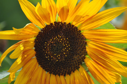 
Sunflower head flower close up of petals and stamens