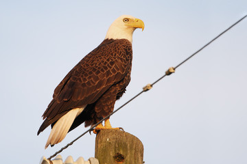 Fototapeta premium American Bald Eagle (Haliaeetus leucocephalus) sitting on post, Kissimmee, Florida, USA