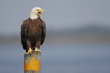 Rolgordijnen zonder boren American Bald Eagle (Haliaeetus leucocephalus) sitting on post screaming, Kissimmee, Florida, USA © Wilfred
