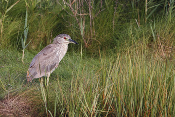 Black-crowned night heron (Nycticorax nycticorax), immature, Edwin B. Forsythe National Wildlife Refuge, New Jersey, USA