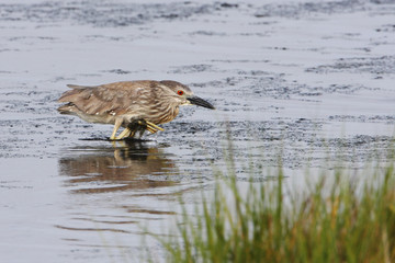 Black-crowned night heron (Nycticorax nycticorax) immature, Edwin B. Forsythe National Wildlife Refuge, New Jersey, USA