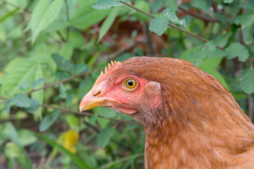 Chicken looks sideways
