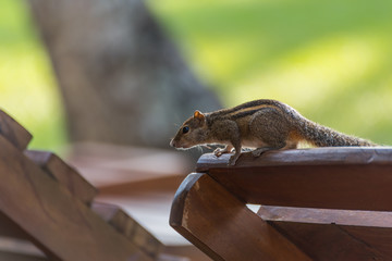 Hörnchen auf einem Stuhl