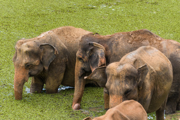 Elefanten beim baden im See © mg85