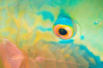 Eye of a parrotfish close-up.