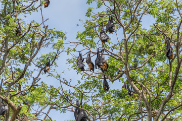 Flughunde an einem Baum