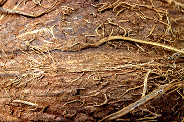 coconut bark, background, texture