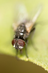 fly on a green leaf. macro