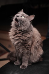 Miaow! Nebelung cat © Therese Elaine