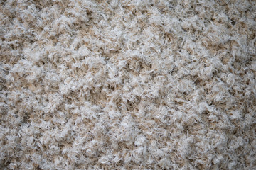 feather detail