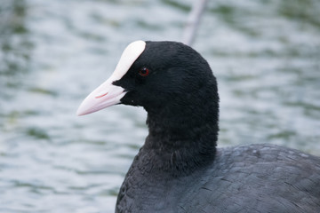 Coot