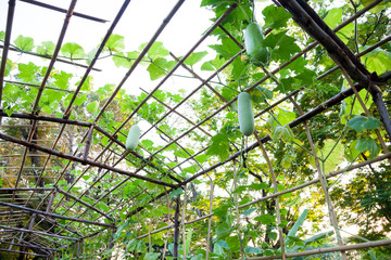 vegetable nursery winter melon shoot from inside