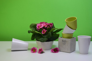 spring flower and gardening tools