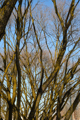 Leafless tree branches against the blue sky
