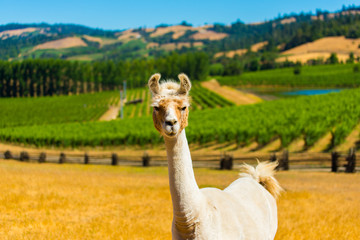 llama in vineyard