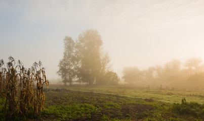 Obraz na płótnie Canvas foggy sunny morning on a meadow