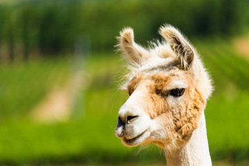 Obraz premium llama